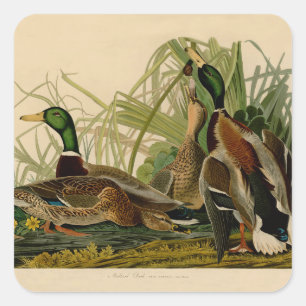 Mallard Duck Audubon Bird Malerei Quadratischer Aufkleber