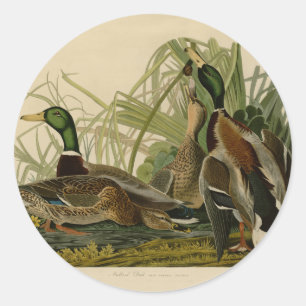 Mallard Duck Audubon Bird Malerei Runder Aufkleber