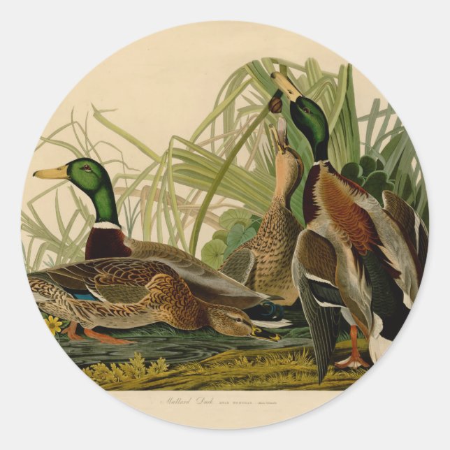 Mallard Duck Audubon Bird Malerei Runder Aufkleber (Vorderseite)