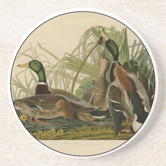 Mallard Duck Audubon Bird Malerei Sandstein Untersetzer (Vorne)