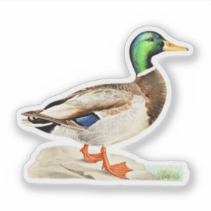 Mallard Duck Aufkleber
