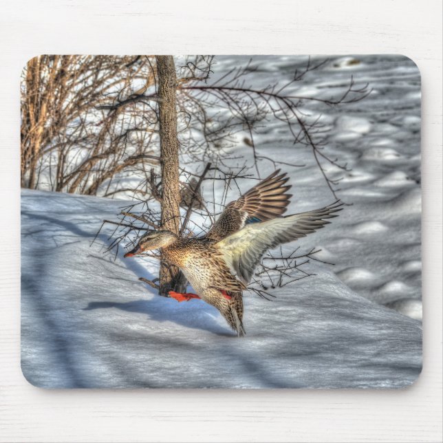 Mallard Duck Birdlover Wildlife Foto Mousepad (Vorne)