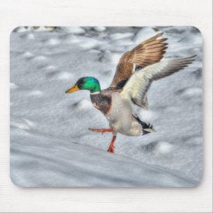 Mallard Duck Birdlover Wildlife Foto Mousepad
