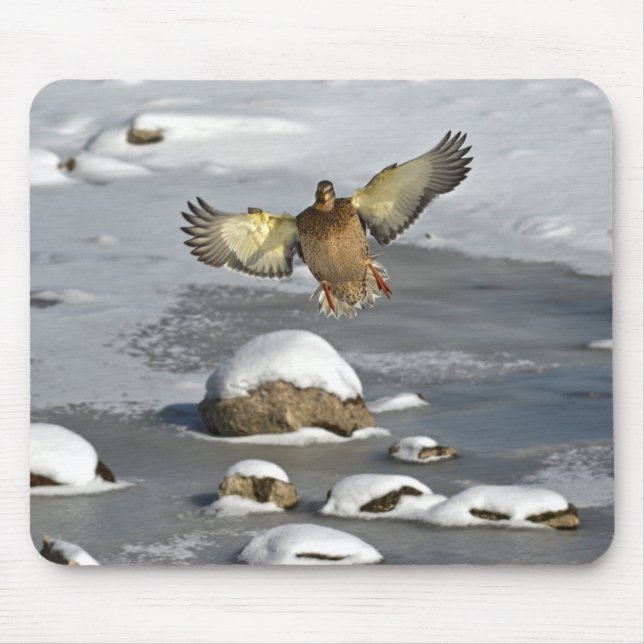 Mallard Duck Birdlover Wildlife Foto Mousepad (Vorne)