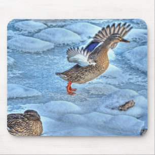 Mallard Duck Birdlover Wildlife Foto Mousepad