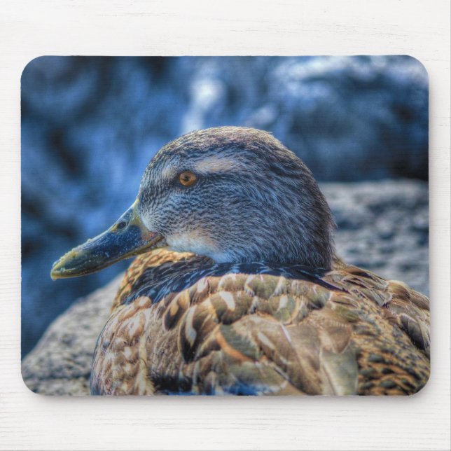 Mallard Duck Birdlover Wildlife Portrait Mousepad (Vorne)