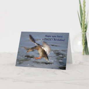 Mallard Duck Birthday Card Karte