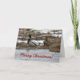 Mallard Duck Christmas Card Feiertagskarte