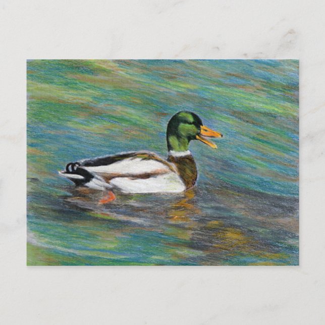 Mallard Duck Colored Pencil Zeichnend Postkarte (Vorderseite)