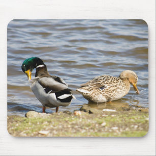Mallard Duck Coupe Mousepad