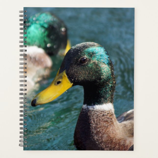 Mallard Duck Daisy Weekly/Monthly Planner Planer (Vorderseite)