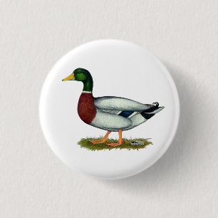 Mallard Duck Drake Button
