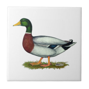 Mallard Duck Drake Fliese