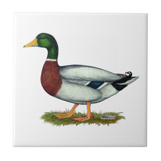 Mallard Duck Drake Fliese (Vorderseite)