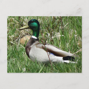 Mallard Duck Drake Greenhead im Gras Postkarte