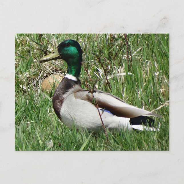 Mallard Duck Drake Greenhead im Gras Postkarte (Vorderseite)