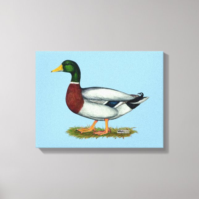 Mallard Duck Drake Leinwanddruck (Vorderseite)