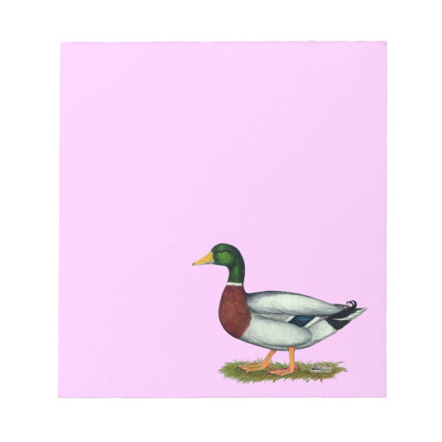 Mallard Duck Drake Notizblock (Vorderseite)