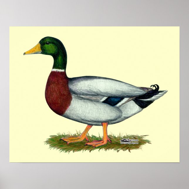 Mallard Duck Drake Poster (Vorne)