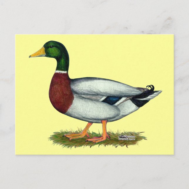 Mallard Duck Drake Postkarte (Vorderseite)