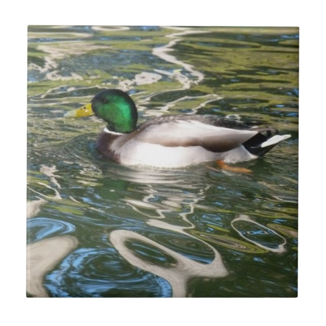 Mallard Duck Fliese (Vorderseite)