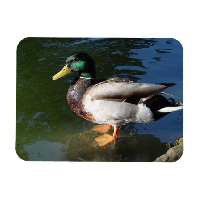 Mallard Duck Foto Magnet (Horizontal)