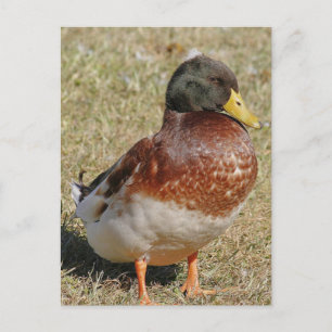 Mallard Duck Foto Postcard Postkarte