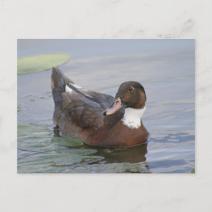 Mallard Duck Foto Postcard Postkarte