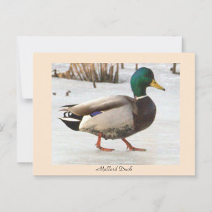 Mallard Duck Foto Postcard Postkarte