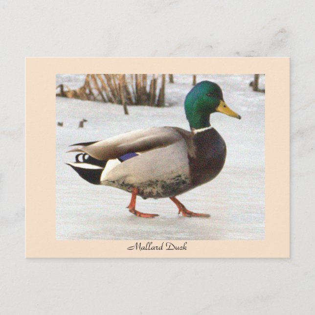 Mallard Duck Foto Postcard Postkarte (Vorderseite)