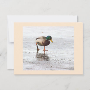 Mallard Duck Foto Postcard Postkarte