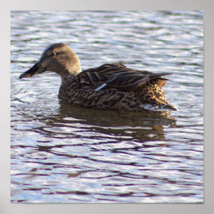 Mallard Duck Foto Poster