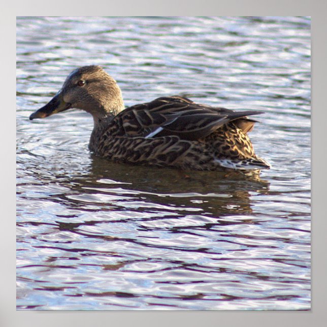 Mallard Duck Foto Poster (Vorne)