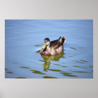 Mallard Duck Foto Poster
