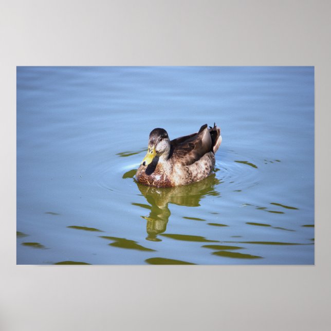 Mallard Duck Foto Poster (Vorne)