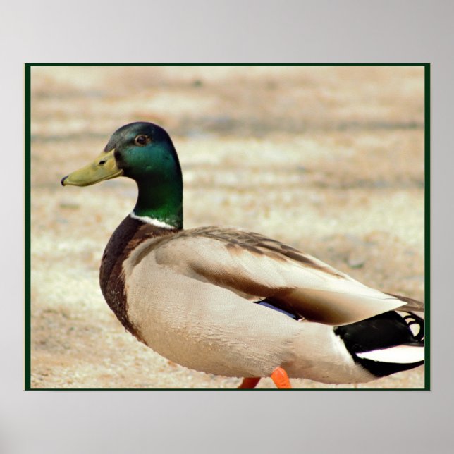 Mallard Duck Foto Poster (Vorne)