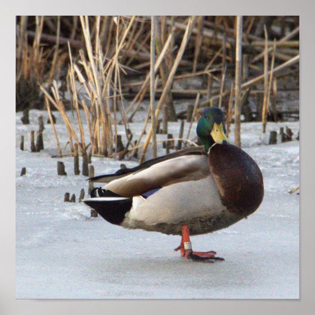 Mallard Duck Foto Poster (Vorne)