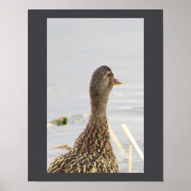 Mallard Duck Foto Poster (Vorne)