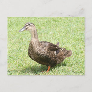 Mallard Duck Foto Postkarte