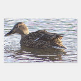 Mallard Duck Foto Stickers