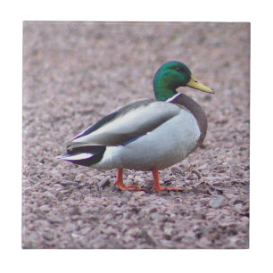 Mallard Duck Foto Tile Fliese