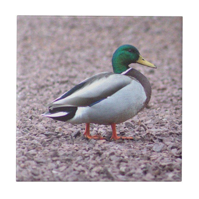 Mallard Duck Foto Tile Fliese (Vorderseite)