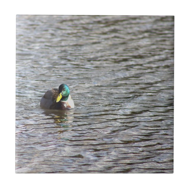 Mallard Duck Foto Tile Fliese (Vorderseite)