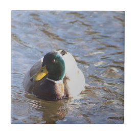 Mallard Duck Foto Tile Fliese