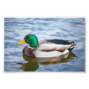 Mallard Duck Fotodruck