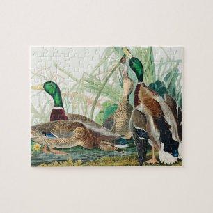 Mallard Duck from Birds of America (Audubon) Puzzle