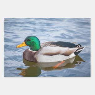 Mallard Duck Geschenkpapier Set