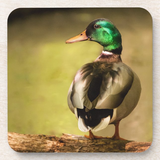 Mallard Duck Getränkeuntersetzer (Vorderseite)