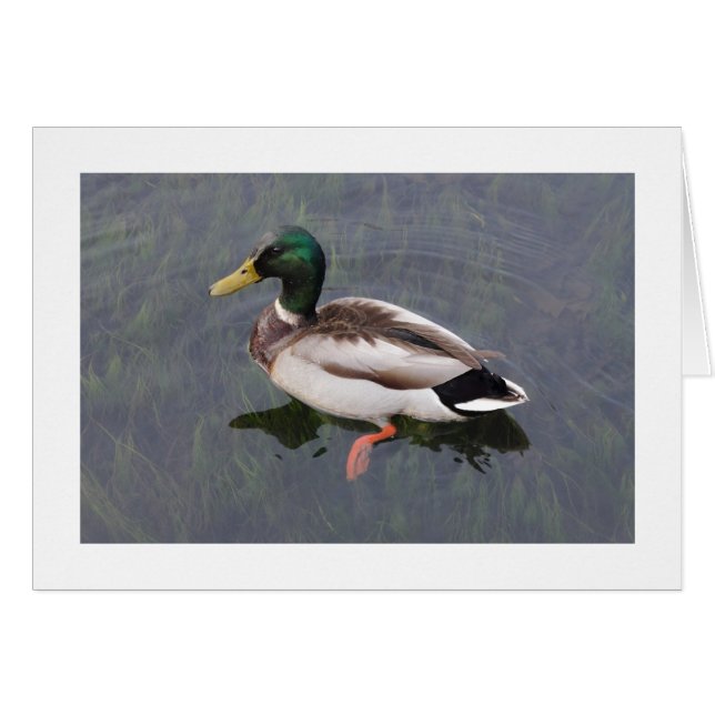 Mallard Duck (grenzt) (Vorderseite (Horizontal))