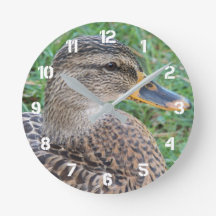 Mallard Duck Hen Foto